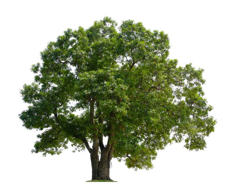 Tree Crown Rejuvenation