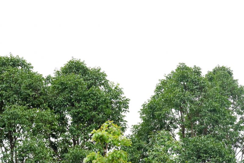 Tree Crown Rehabilitation