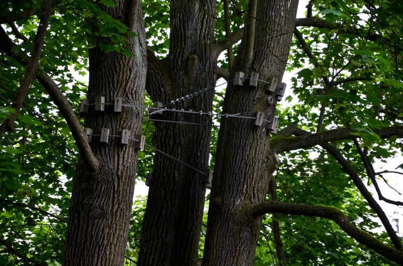 Tree Crown Storm Damage Prevention