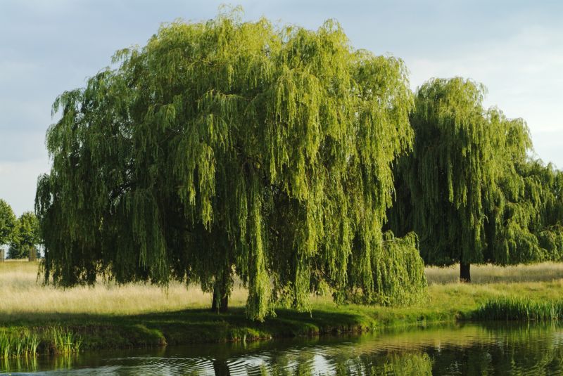 Weeping Willow Tree Trimming