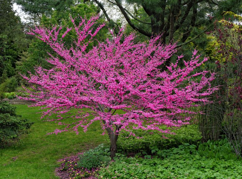 Redbud Tree Trimming